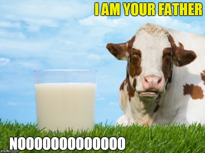 image tagged in cow freaking out | made w/ Imgflip meme maker
