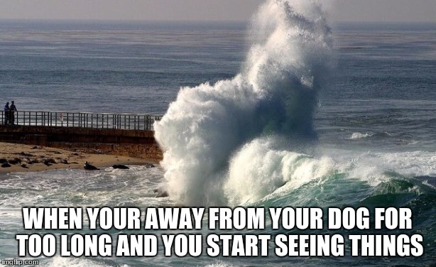 Dog wave | WHEN YOUR AWAY FROM YOUR DOG FOR TOO LONG AND YOU START SEEING THINGS | image tagged in dog | made w/ Imgflip meme maker