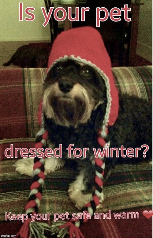 image tagged in bring in your pets brrr | made w/ Imgflip meme maker