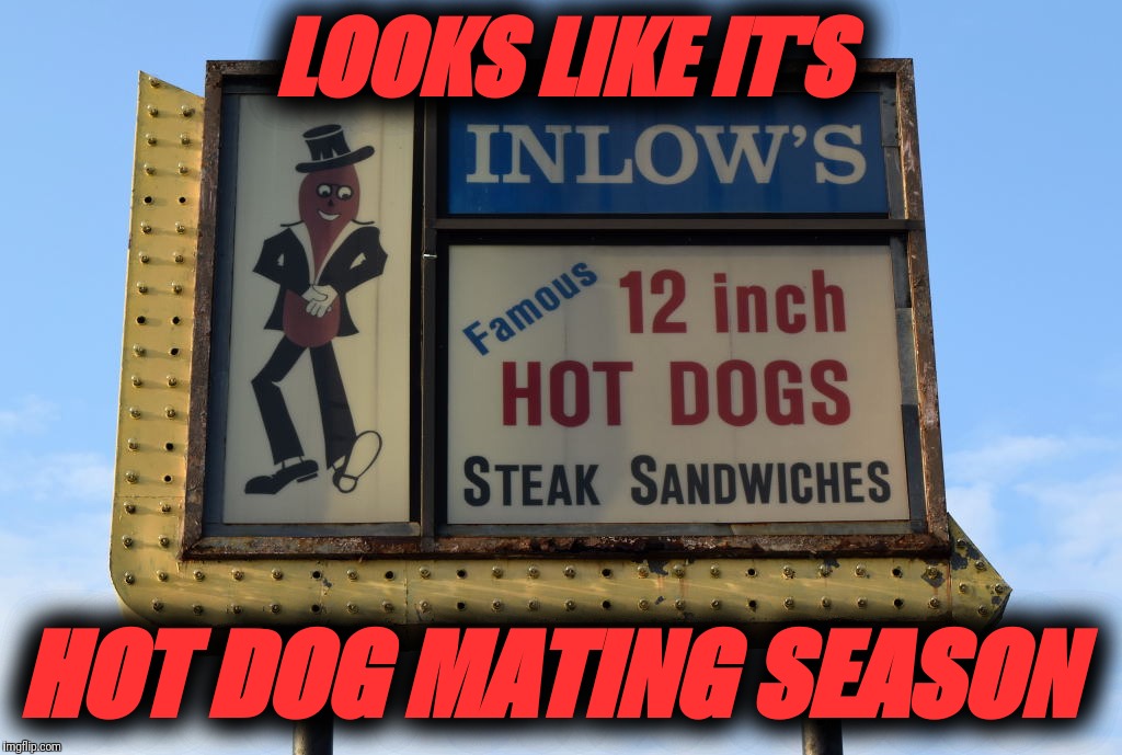 My son actually said this | LOOKS LIKE IT'S; HOT DOG MATING SEASON | image tagged in funny,hot dog,mating,season,kids,quotes | made w/ Imgflip meme maker
