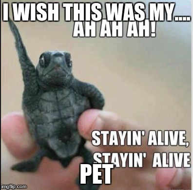 hi | I WISH THIS WAS MY.... PET | image tagged in lol | made w/ Imgflip meme maker
