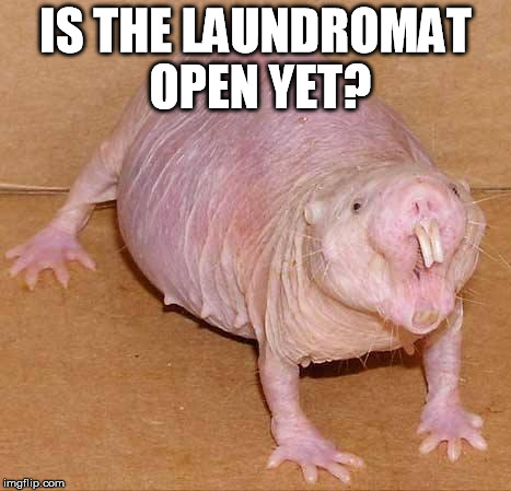 naked mole rat | IS THE LAUNDROMAT OPEN YET? | image tagged in naked mole rat | made w/ Imgflip meme maker
