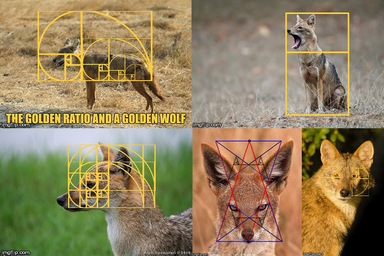 Golden Wolves with the Golden Ratio. | image tagged in the golden ratio,golden wolves,geometry | made w/ Imgflip meme maker