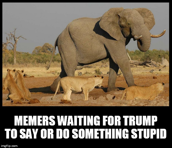 MEMERS WAITING FOR TRUMP TO SAY OR DO SOMETHING STUPID | image tagged in trump,donald trump the clown,memers,memer,elephant,lions | made w/ Imgflip meme maker