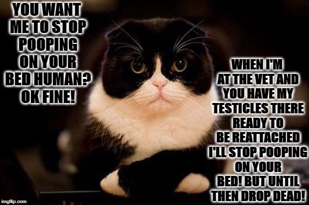 YOU WANT ME TO STOP POOPING ON YOUR BED HUMAN? OK FINE! WHEN I'M AT THE VET AND YOU HAVE MY TESTICLES THERE READY TO BE REATTACHED I'LL STOP POOPING ON YOUR BED! BUT UNTIL THEN DROP DEAD! | image tagged in neutered and mad | made w/ Imgflip meme maker