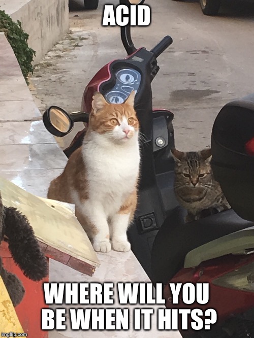 Acid Cat | ACID; WHERE WILL YOU BE WHEN IT HITS? | image tagged in acid,cat | made w/ Imgflip meme maker