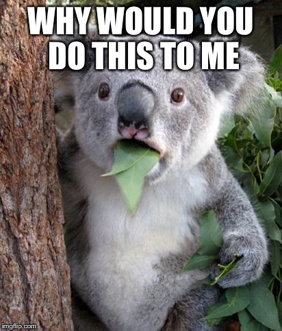 WTF Koala |  WHY WOULD YOU DO THIS TO ME | image tagged in wtf koala | made w/ Imgflip meme maker