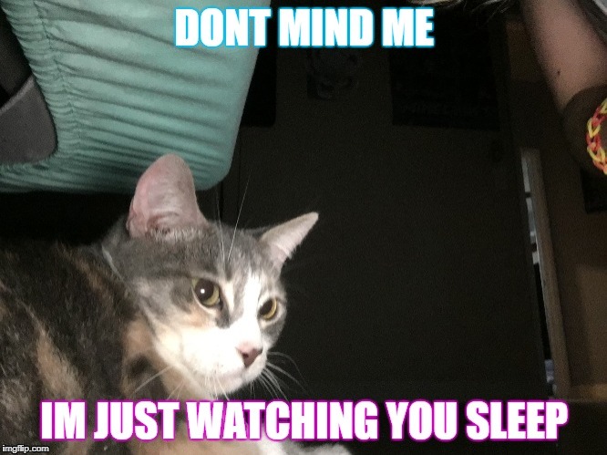 Cat watching you sleep | image tagged in cats | made w/ Imgflip meme maker
