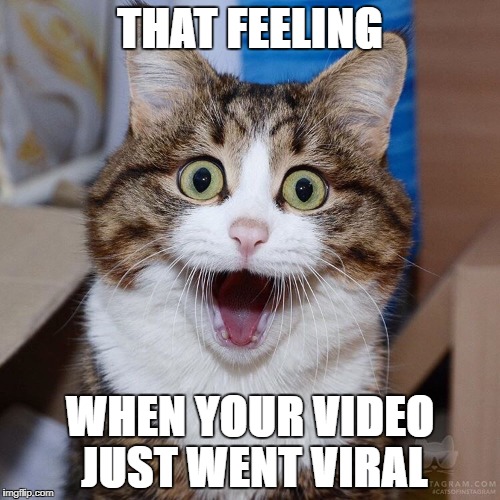 VIRAL VIDEO | THAT FEELING; WHEN YOUR VIDEO JUST WENT VIRAL | image tagged in cat,youtube,viral | made w/ Imgflip meme maker
