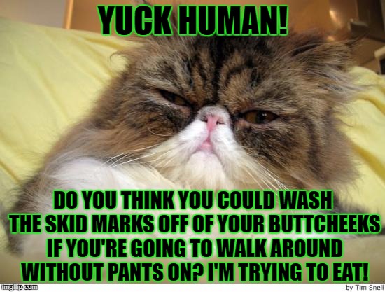 OFFENDED PERSIAN | YUCK HUMAN! DO YOU THINK YOU COULD WASH THE SKID MARKS OFF OF YOUR BUTTCHEEKS IF YOU'RE GOING TO WALK AROUND WITHOUT PANTS ON? I'M TRYING TO EAT! | image tagged in offended persian | made w/ Imgflip meme maker