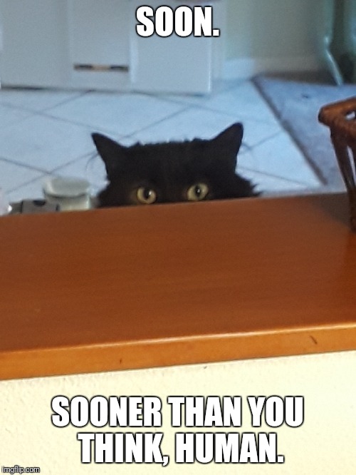 Plotting cat | SOON. SOONER THAN YOU THINK, HUMAN. | image tagged in plotting cat | made w/ Imgflip meme maker