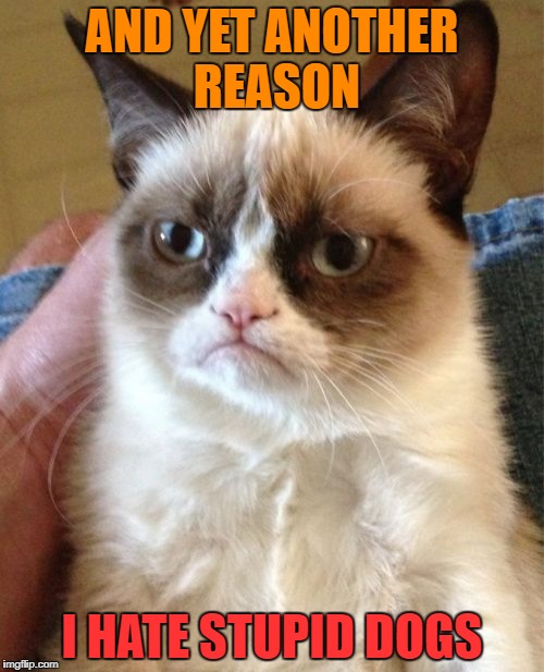 Grumpy Cat Meme | AND YET ANOTHER REASON I HATE STUPID DOGS | image tagged in memes,grumpy cat | made w/ Imgflip meme maker