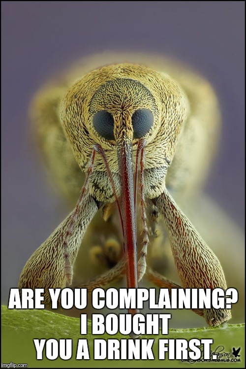 ARE YOU COMPLAINING? I BOUGHT YOU A DRINK FIRST. | made w/ Imgflip meme maker