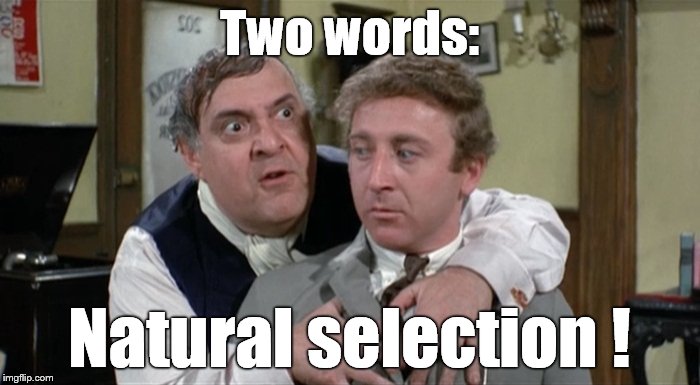 Bialistock & Bloom | Two words: Natural selection ! | image tagged in bialistock  bloom | made w/ Imgflip meme maker