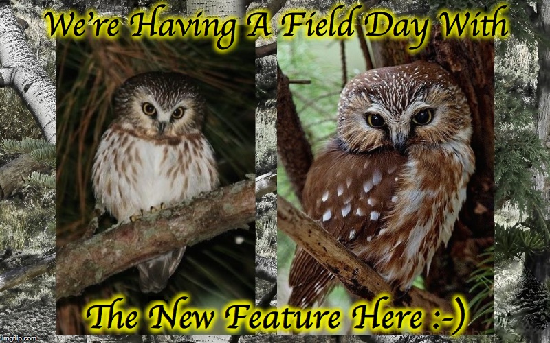 We're Having A Field Day With The New Feature Here :-) | made w/ Imgflip meme maker