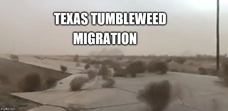 Texas Tumbleweed | TEXAS TUMBLEWEED; MIGRATION | image tagged in texas tumbleweed,weather,texas meme | made w/ Imgflip meme maker