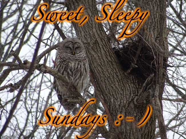 Another Sweet, Sleepy Sunday | Sweet, Sleepy; Sundays :-) | image tagged in chillin' | made w/ Imgflip meme maker