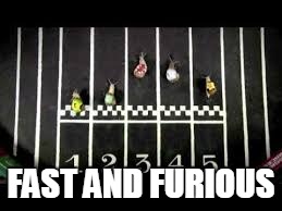 FAST AND FURIOUS | image tagged in wow thats fast-ish | made w/ Imgflip meme maker