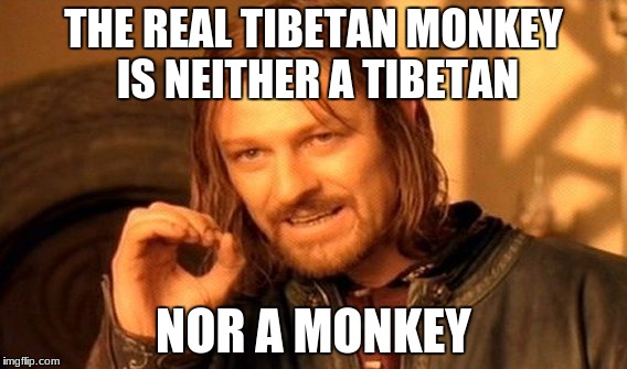 One Does Not Simply Meme | THE REAL TIBETAN MONKEY IS NEITHER A TIBETAN NOR A MONKEY | image tagged in memes,one does not simply | made w/ Imgflip meme maker