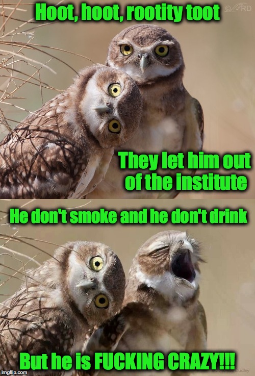 Release Day | Hoot, hoot, rootity toot; They let him out of the institute; He don't smoke and he don't drink; But he is FUCKING CRAZY!!! | image tagged in burrowing owls | made w/ Imgflip meme maker