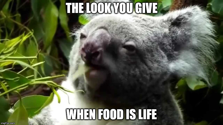 THE LOOK YOU GIVE; WHEN FOOD IS LIFE | image tagged in chill koala,koala,is life | made w/ Imgflip meme maker
