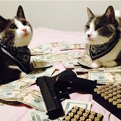 GANG BANGER CATS Blank Meme Template