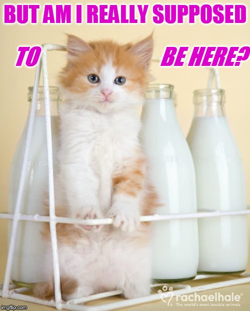Does this look right... | BUT AM I REALLY SUPPOSED; TO                             BE HERE? | image tagged in memes,cute cat,cat,with,milk,bottle | made w/ Imgflip meme maker