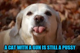 A CAT WITH A GUN IS STILL A PUSSY | made w/ Imgflip meme maker