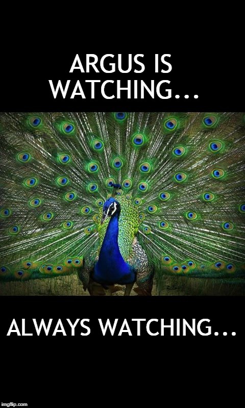 cocky peacock | ARGUS IS WATCHING... ALWAYS WATCHING... | image tagged in cocky peacock | made w/ Imgflip meme maker