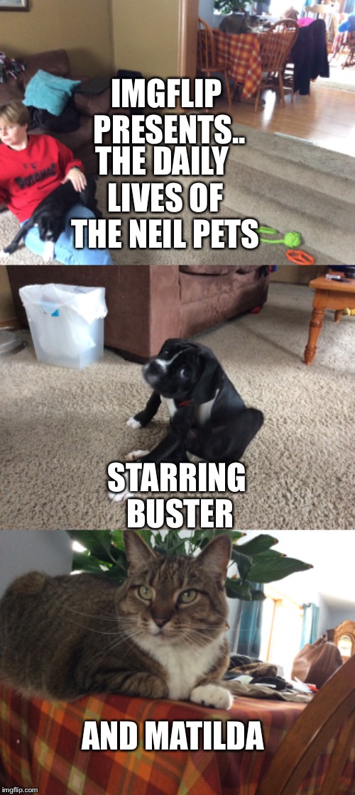 THE DAILY LIVES OF THE NEIL PETS; IMGFLIP PRESENTS.. STARRING BUSTER; AND MATILDA | image tagged in dogs,cats,imgflip,presents | made w/ Imgflip meme maker
