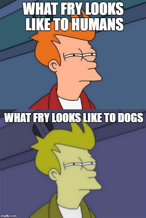 WHAT FRY LOOKS LIKE TO HUMANS; WHAT FRY LOOKS LIKE TO DOGS | image tagged in futurama fry,futurama,dogs,dog,fry,dog vision | made w/ Imgflip meme maker