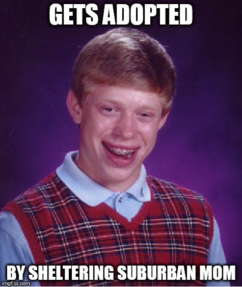 Bad Luck Brian Meme | GETS ADOPTED; BY SHELTERING SUBURBAN MOM | image tagged in memes,bad luck brian | made w/ Imgflip meme maker