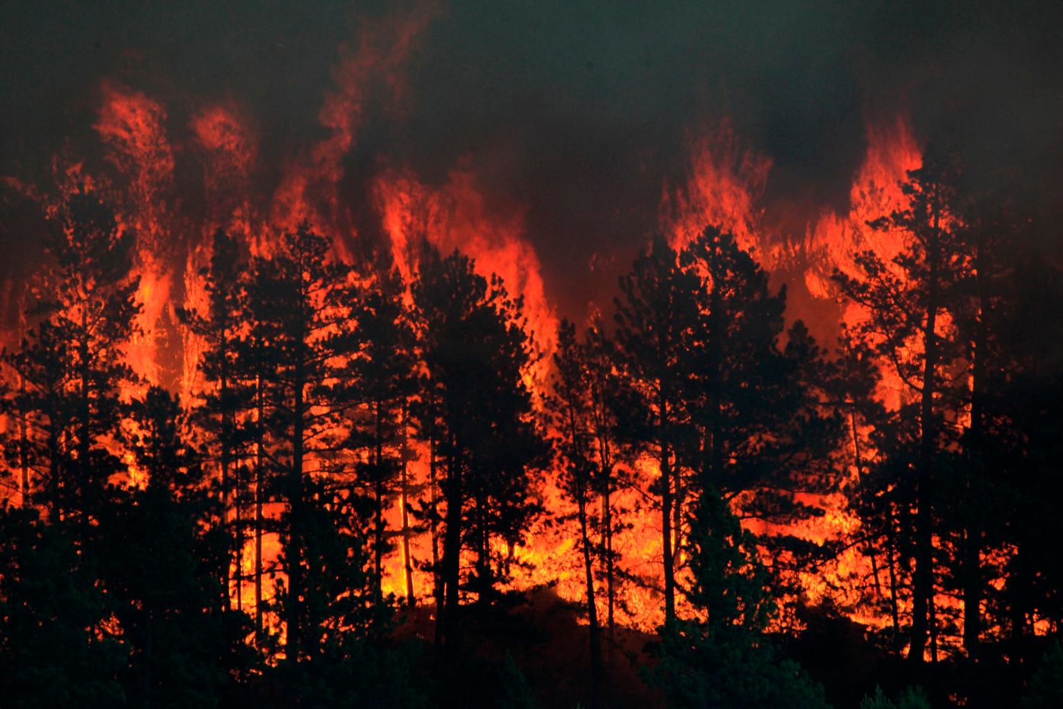 Wildfire Blank Meme Template