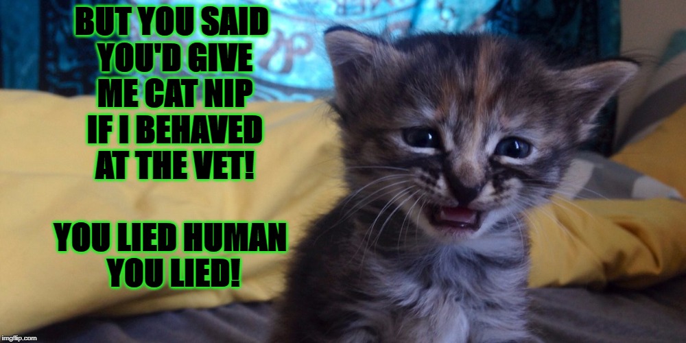 CRYING KITTEN | BUT YOU SAID YOU'D GIVE ME CAT NIP IF I BEHAVED AT THE VET! YOU LIED HUMAN YOU LIED! | image tagged in crying kitten | made w/ Imgflip meme maker