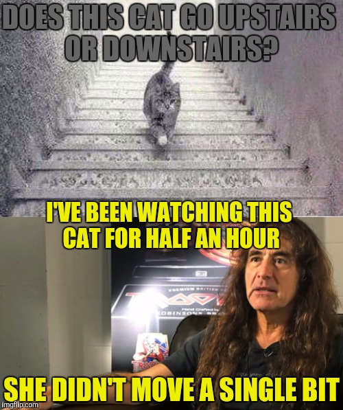 DOES THIS CAT GO UPSTAIRS OR DOWNSTAIRS? I'VE BEEN WATCHING THIS CAT FOR HALF AN HOUR; SHE DIDN'T MOVE A SINGLE BIT | image tagged in memes,cat,funny,optical illusion,powermetalhead,stairs | made w/ Imgflip meme maker