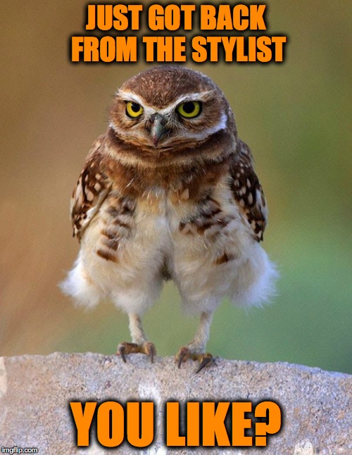 Fashionista Owl | JUST GOT BACK FROM THE STYLIST; YOU LIKE? | image tagged in new 'do | made w/ Imgflip meme maker