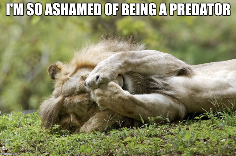 vegetarian lion | I'M SO ASHAMED OF BEING A PREDATOR | image tagged in vegetarian life | made w/ Imgflip meme maker