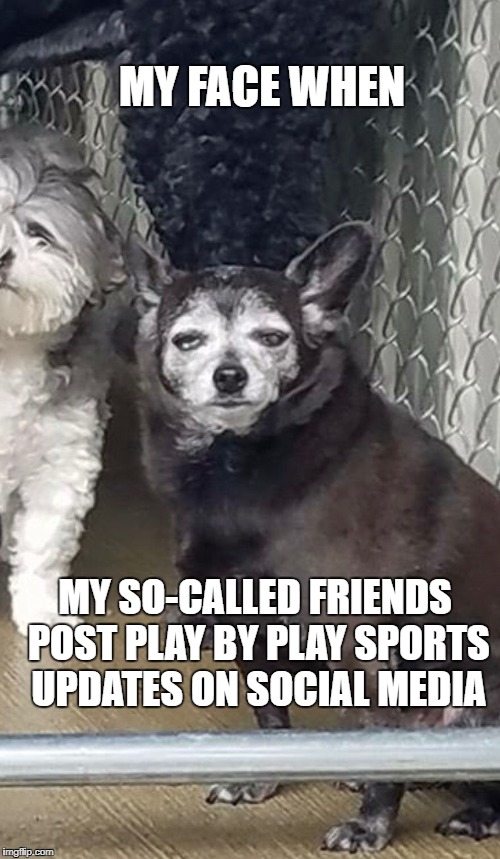 MY FACE WHEN; MY SO-CALLED FRIENDS POST PLAY BY PLAY SPORTS UPDATES ON SOCIAL MEDIA | image tagged in unamused dog | made w/ Imgflip meme maker
