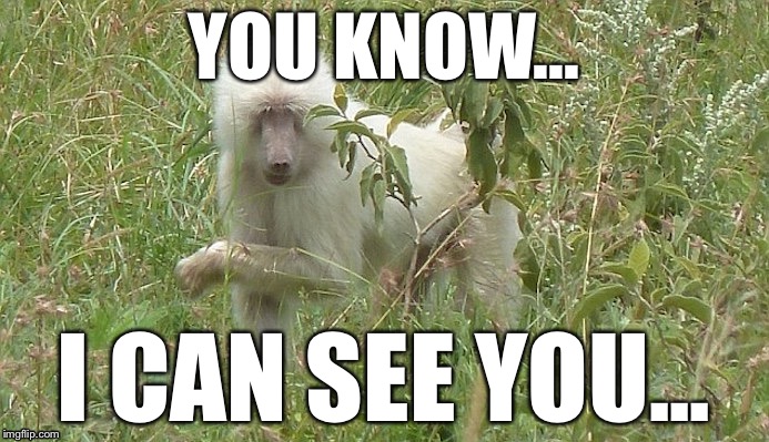 It sees you | YOU KNOW... I CAN SEE YOU... | image tagged in baboon,i see you | made w/ Imgflip meme maker