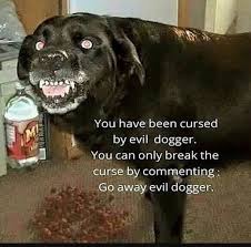 image tagged in evil dogger,doggo,dogger,pupper | made w/ Imgflip meme maker