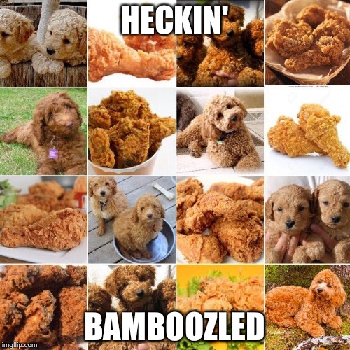 Heckin' bamboozled | HECKIN'; BAMBOOZLED | image tagged in doggo,doggos,heckin bamboozled,chicken | made w/ Imgflip meme maker