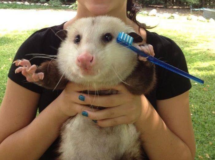 toothbrush possum Blank Meme Template