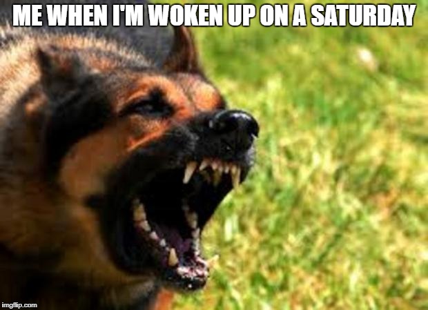 German Shepherd From Hell | ME WHEN I'M WOKEN UP ON A SATURDAY | image tagged in evil german shepherd from hell,memes,dogs,german shepherd,saturday,hell | made w/ Imgflip meme maker