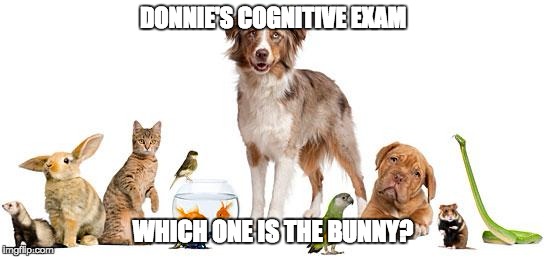 ANimals | DONNIE'S COGNITIVE EXAM; WHICH ONE IS THE BUNNY? | image tagged in animals | made w/ Imgflip meme maker