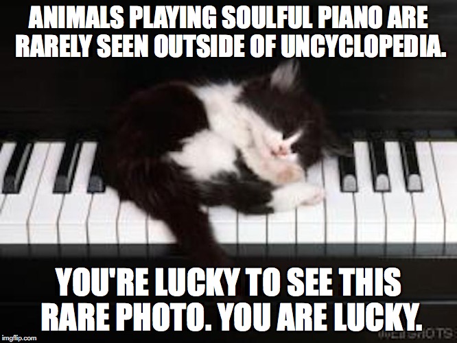 Kitty Sleeping on Piano | ANIMALS PLAYING SOULFUL PIANO ARE RARELY SEEN OUTSIDE OF UNCYCLOPEDIA. YOU'RE LUCKY TO SEE THIS RARE PHOTO. YOU ARE LUCKY. | image tagged in cat,piano,memes | made w/ Imgflip meme maker