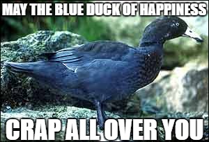 Blue Duck Of Happiness | MAY THE BLUE DUCK OF HAPPINESS; CRAP ALL OVER YOU | image tagged in birds,bird,angry birds | made w/ Imgflip meme maker