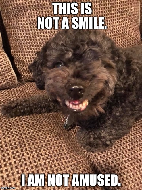 THIS IS NOT A SMILE. I AM NOT AMUSED. | image tagged in you think thats funny  its not funny | made w/ Imgflip meme maker