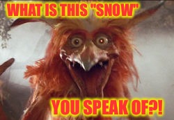 WHAT IS THIS "SNOW" YOU SPEAK OF?! | made w/ Imgflip meme maker