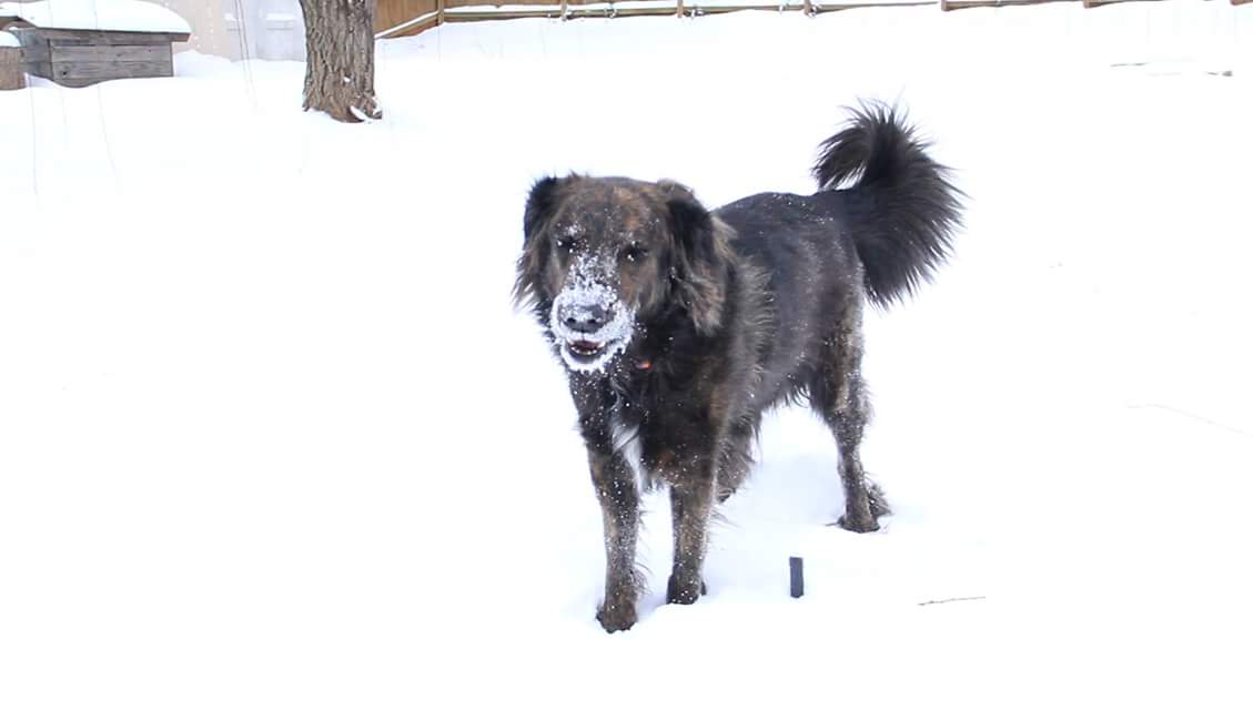 High Quality Dog cocaine Blank Meme Template