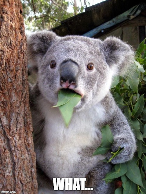 shocked koala | WHAT... | image tagged in shocked koala | made w/ Imgflip meme maker